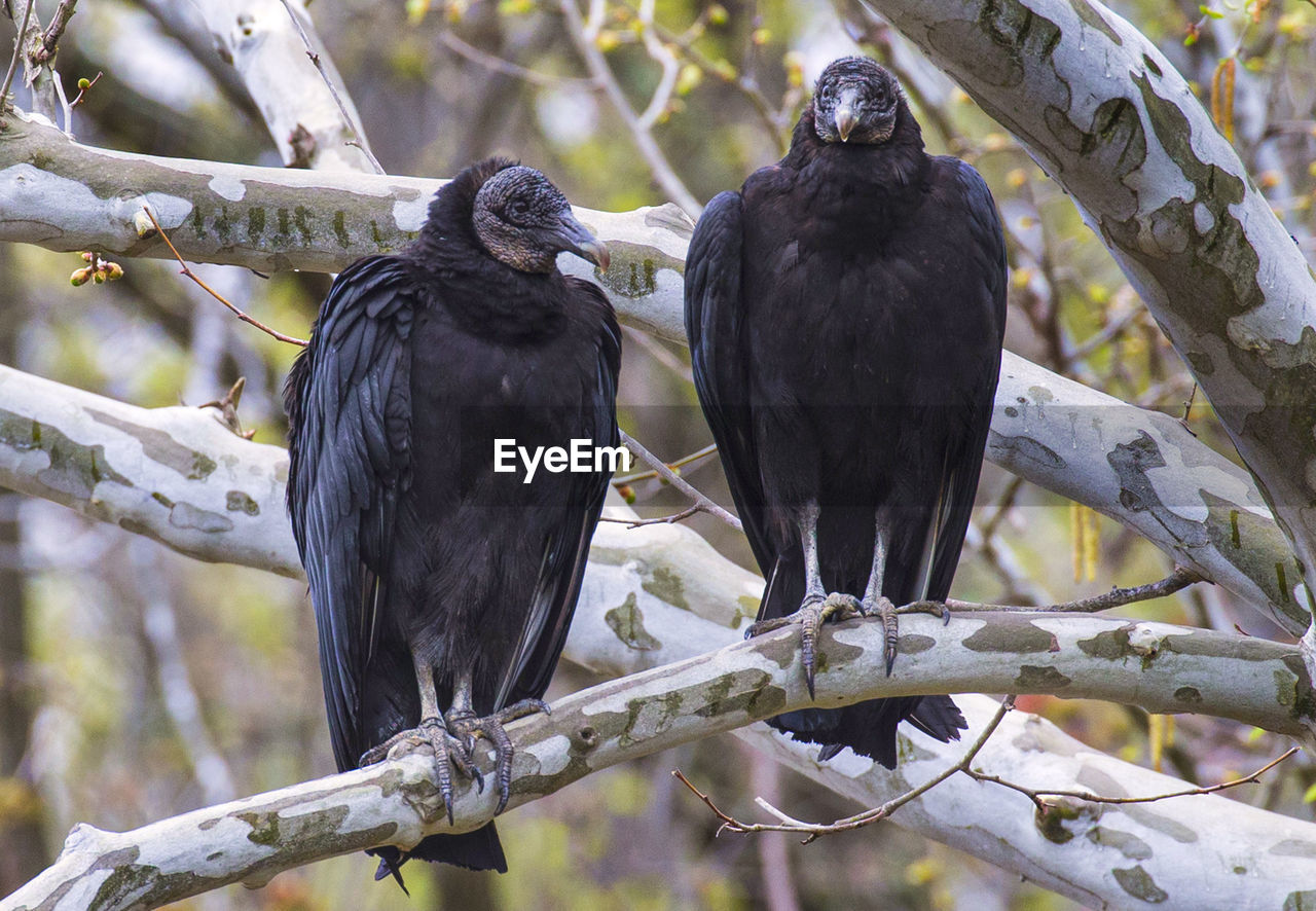 LOW ANGLE VIEW OF TWO BIRDS PERCHING ON TREE