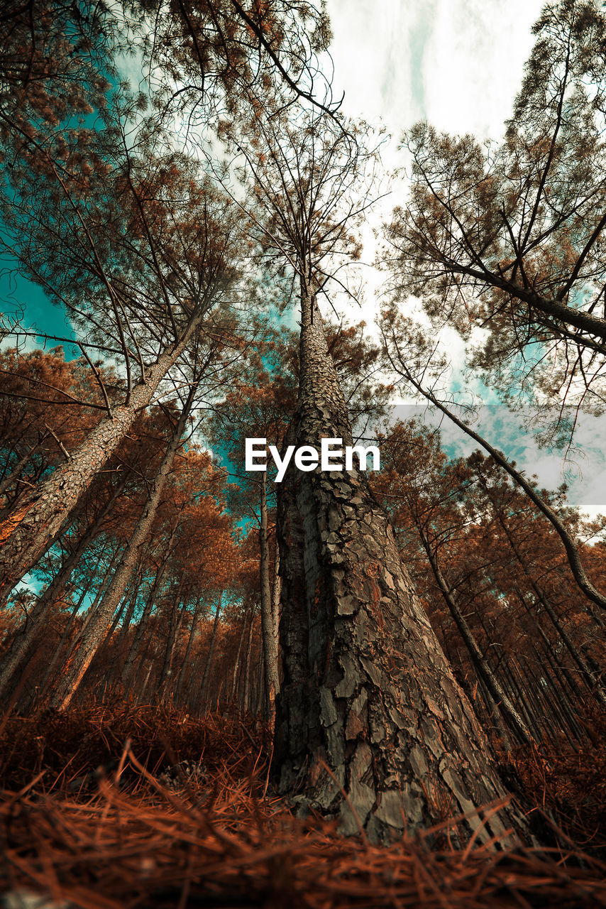 LOW ANGLE VIEW OF BARE TREES IN FOREST