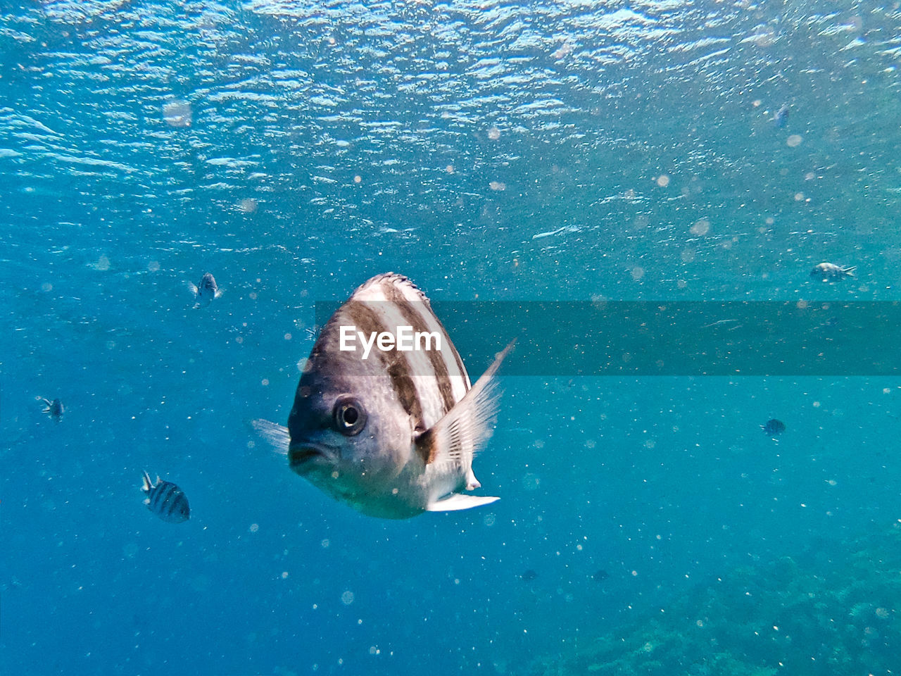 FISH SWIMMING UNDERWATER