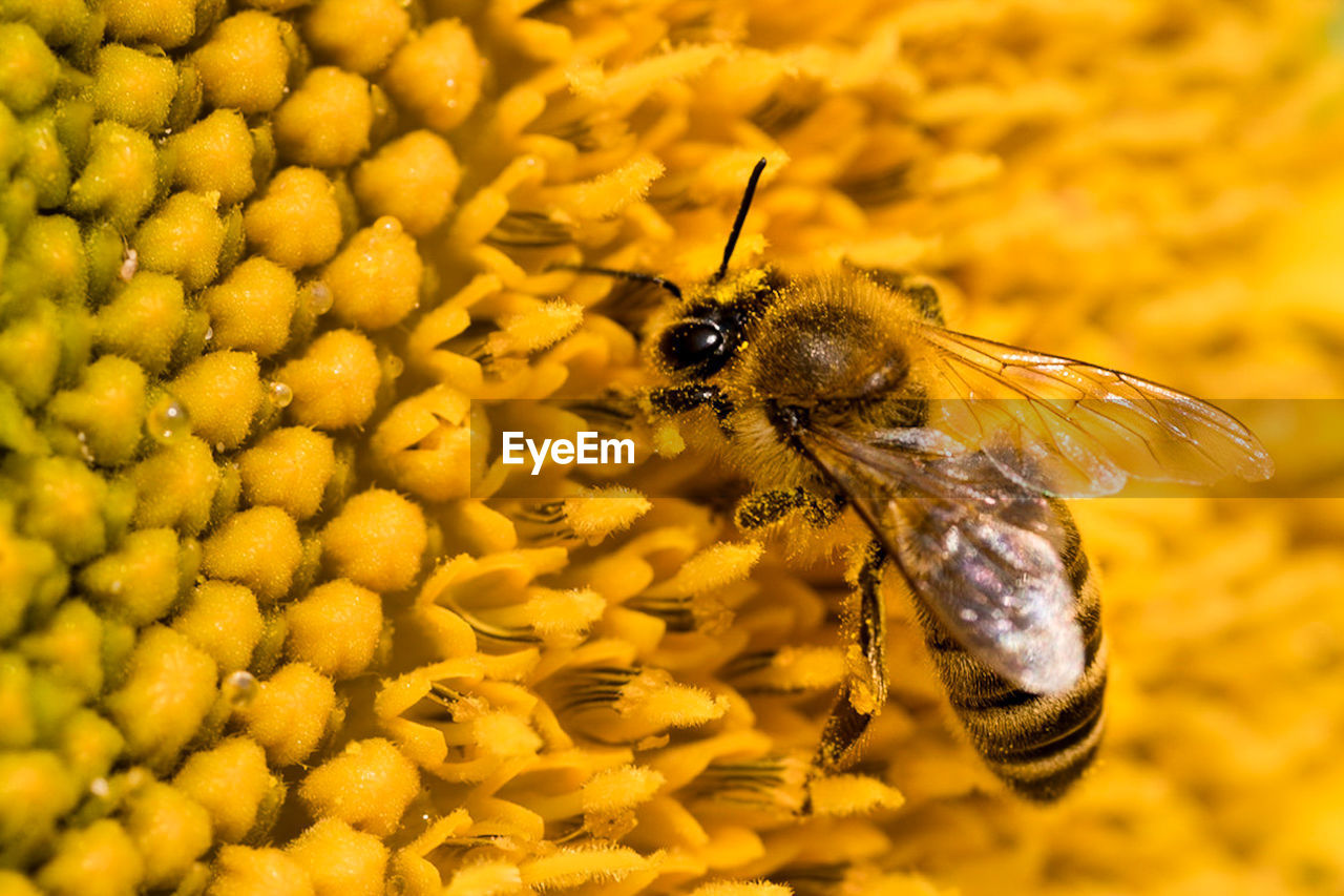 Close-up of bee pollinating on yellow flower