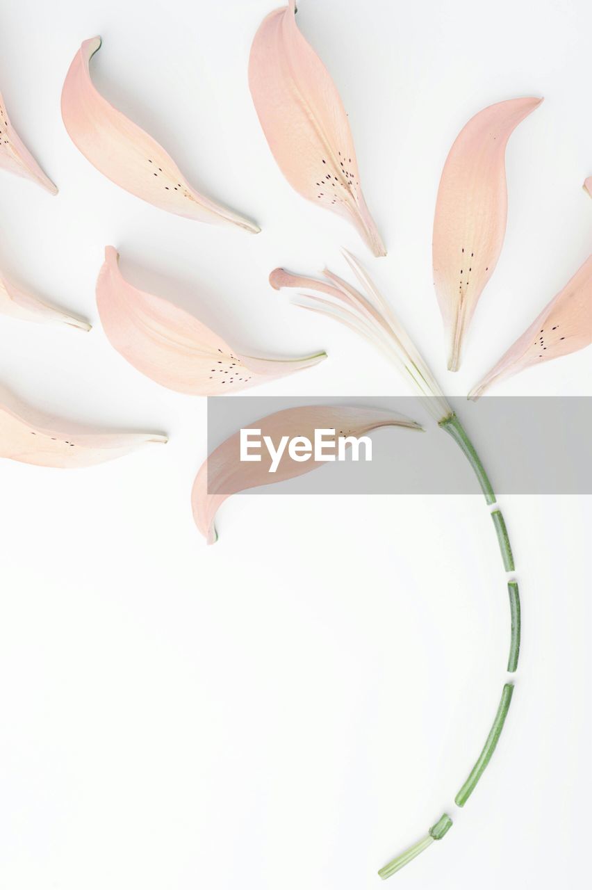 Close-up of flower over white background