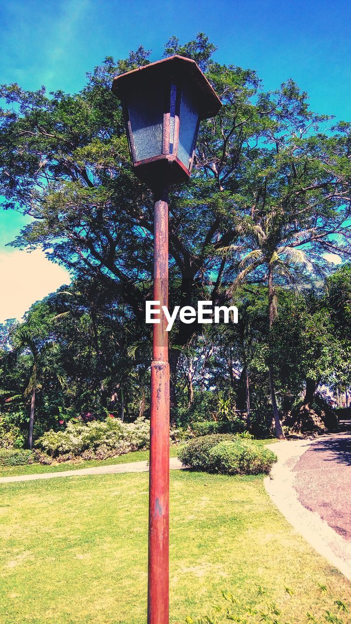 LOW-ANGLE VIEW OF TREE AGAINST SKY