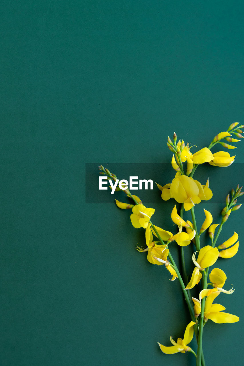 CLOSE-UP OF YELLOW FLOWER AGAINST WALL