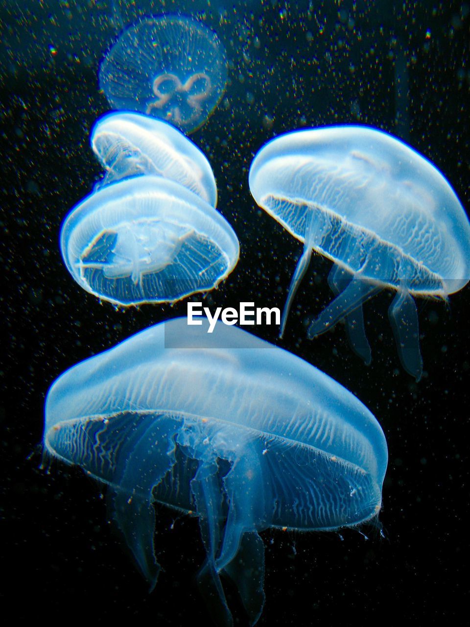 Moon jellyfish swimming at aquarium