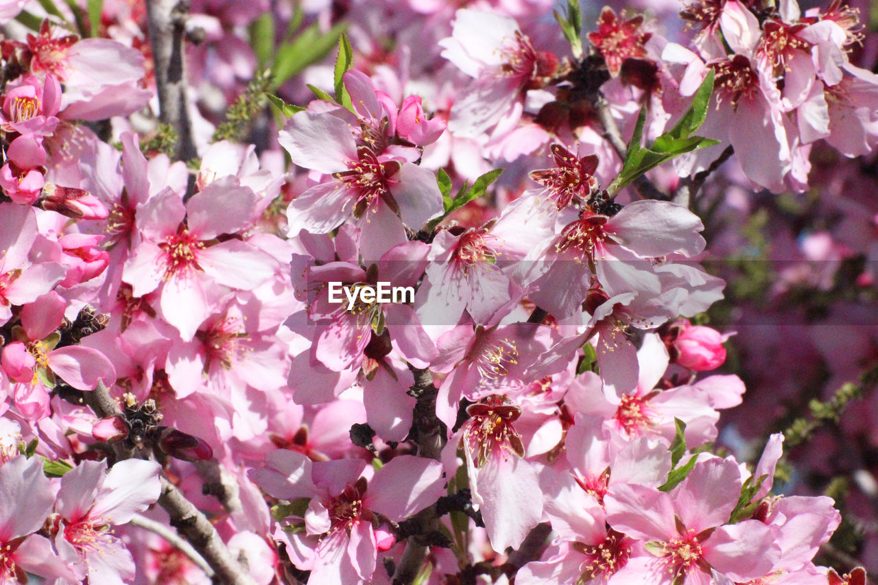 CLOSE-UP OF CHERRY BLOSSOM TREE