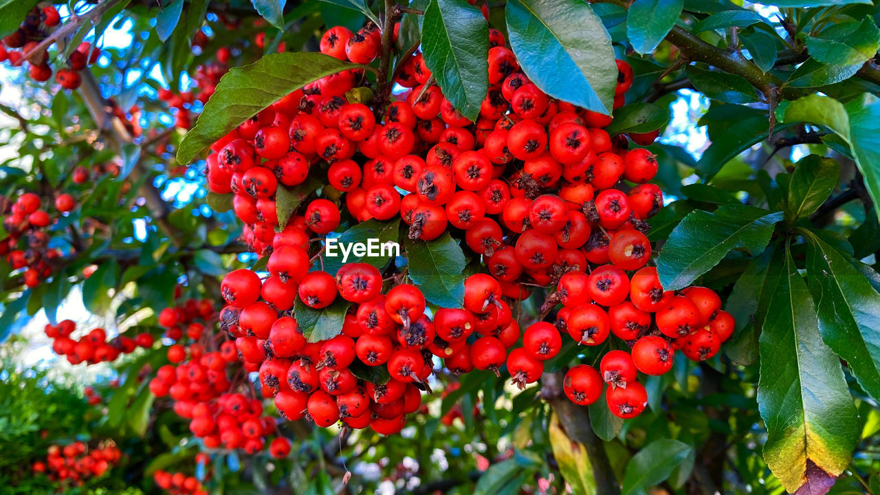 CLOSE-UP OF RED BERRIES ON TREE