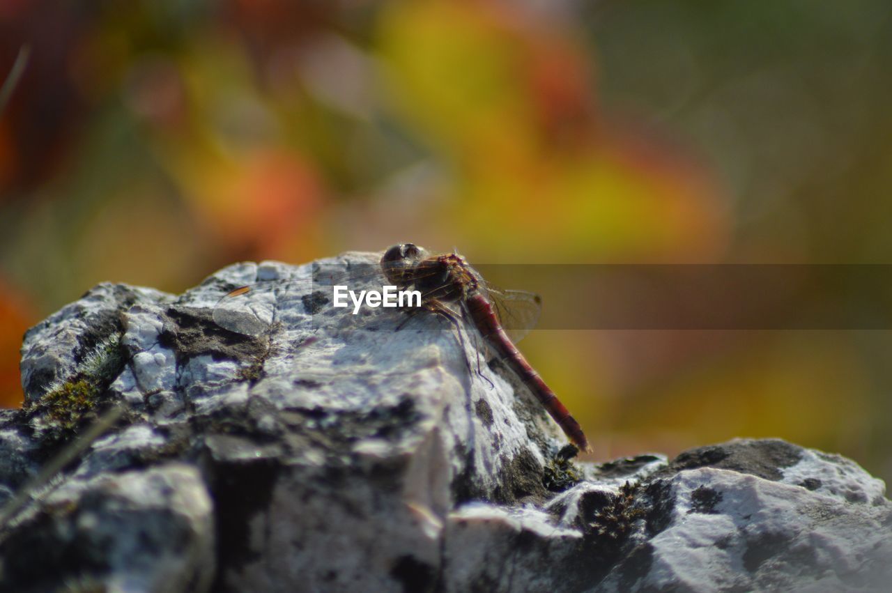 CLOSE-UP OF INSECT ON WOOD