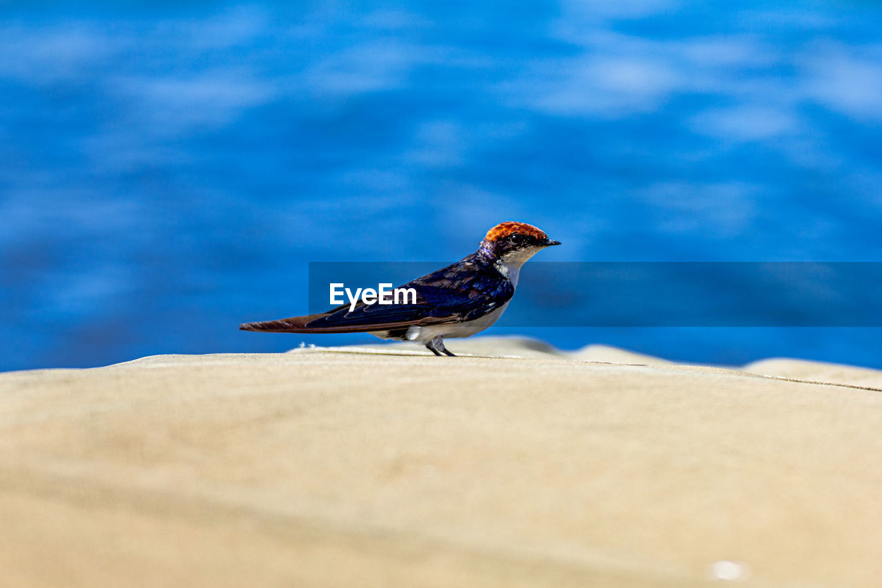 A beautiful bird stops on a roof of a jeep botswana