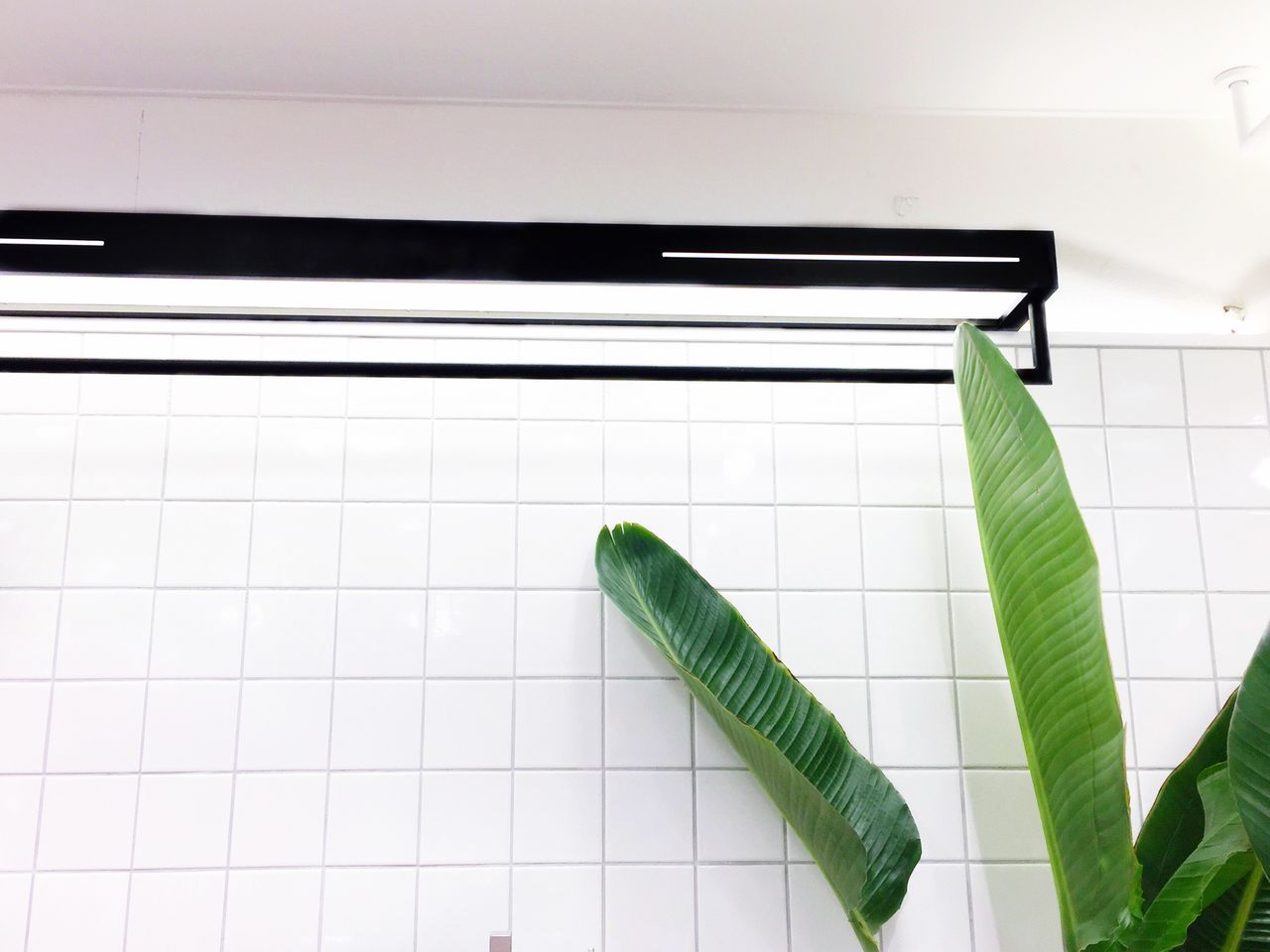 Low angle view of green leaf against wall