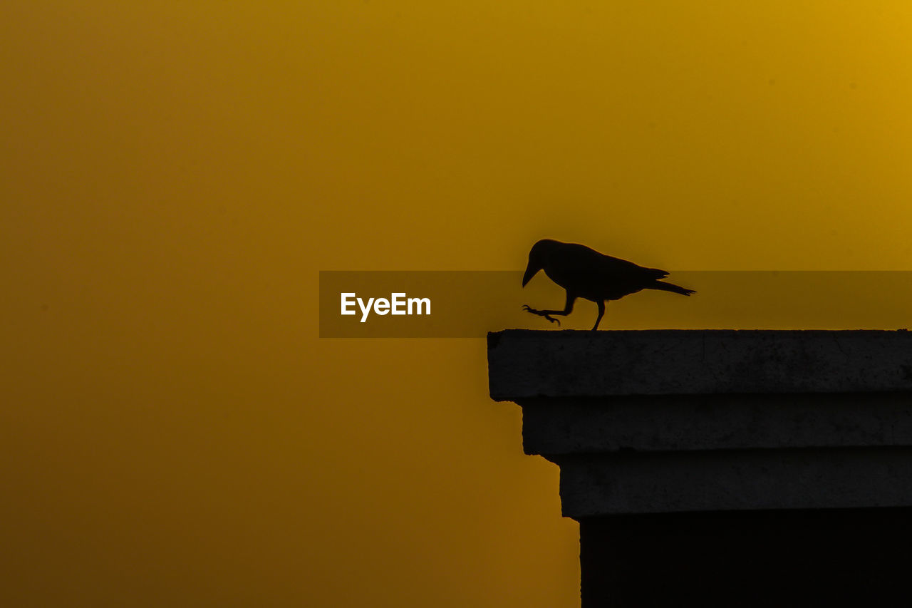 LOW ANGLE VIEW OF BIRD PERCHING ON SILHOUETTE OF YELLOW