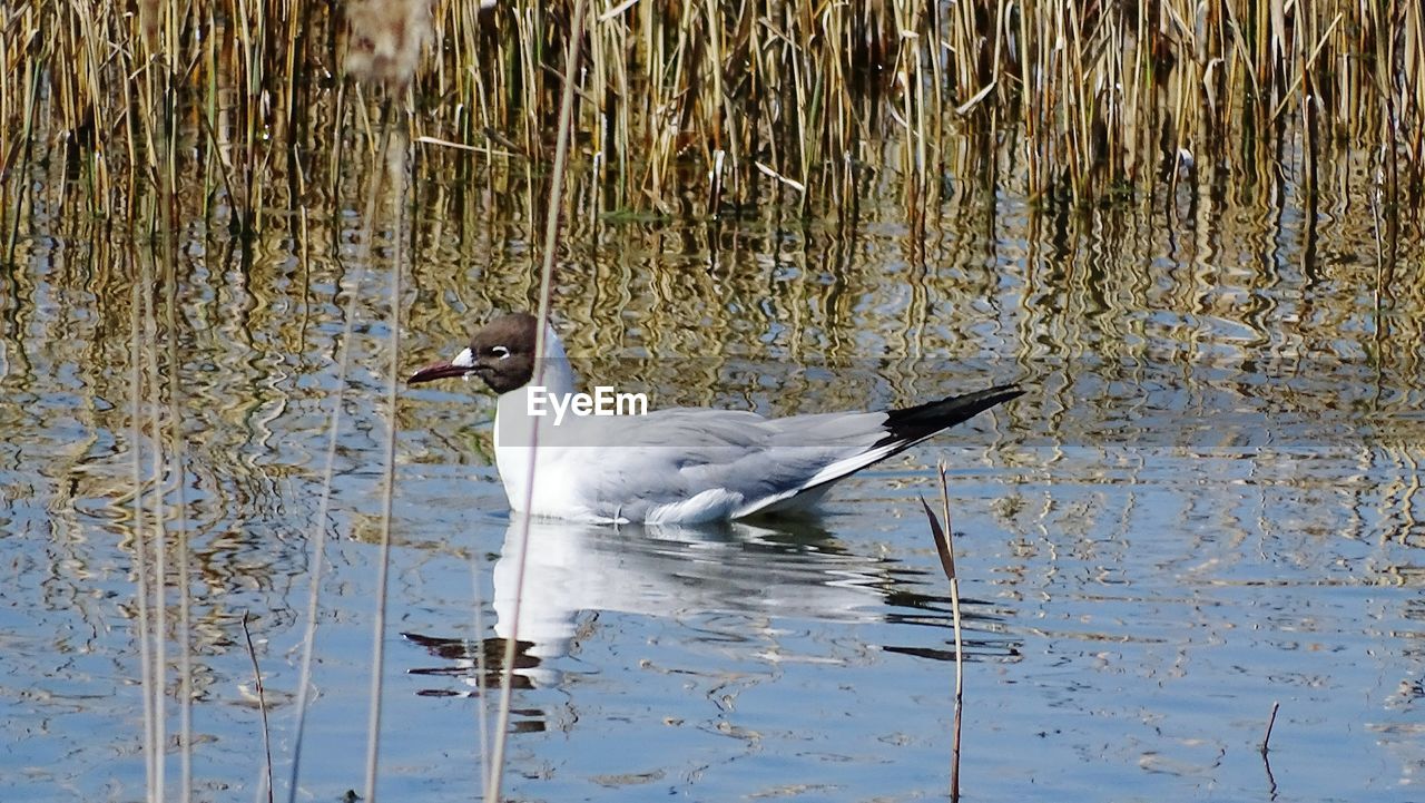 BIRDS IN WATER