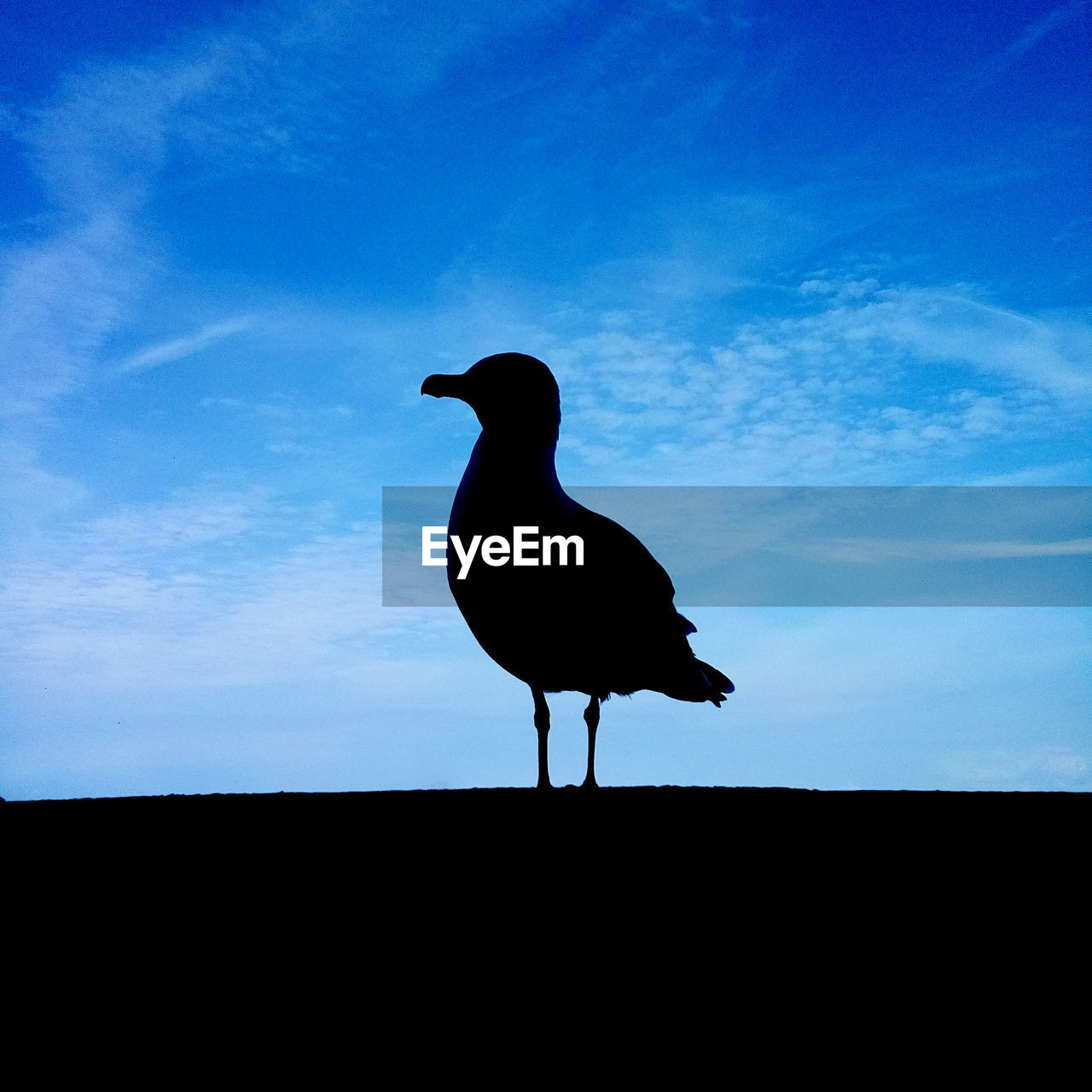 SILHOUETTE BIRD PERCHING ON BLUE AGAINST SKY