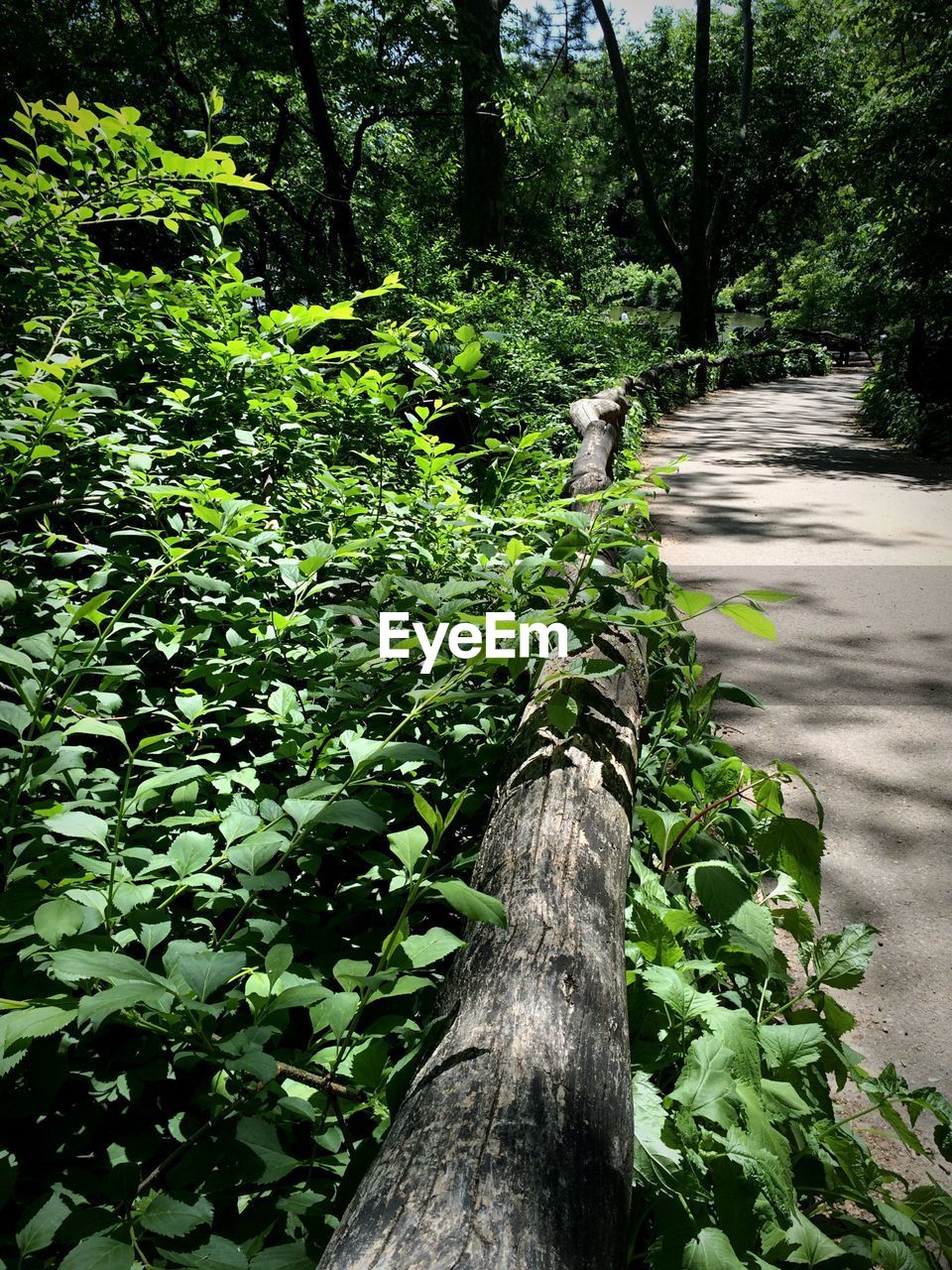 Trees growing in forest