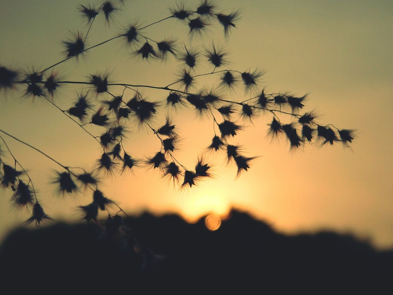 CLOSE-UP OF PLANTS AGAINST SUNSET