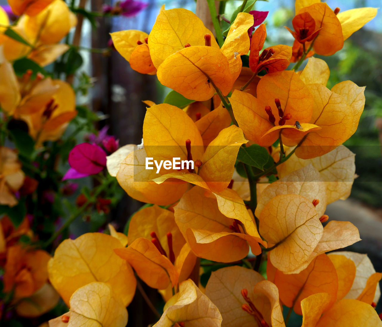 CLOSE-UP OF YELLOW FLOWERING PLANT DURING ORANGE