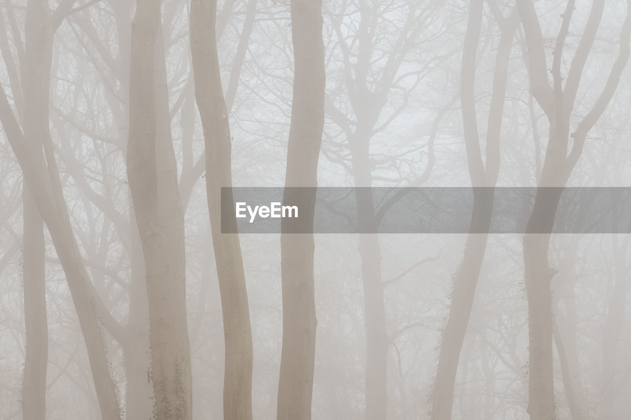 BARE TREES IN FOREST DURING WINTER