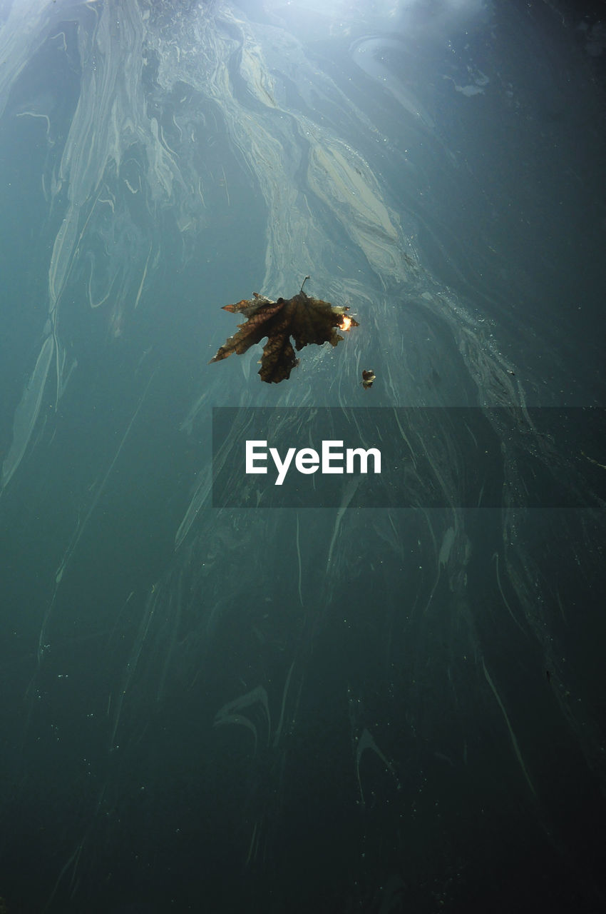 High angle view of leaf in mid-air over polluted sea