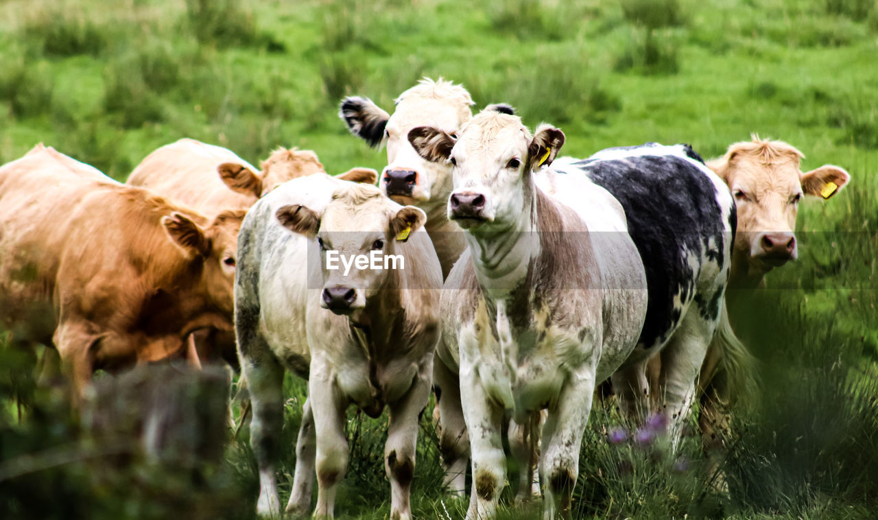 COWS ON FIELD