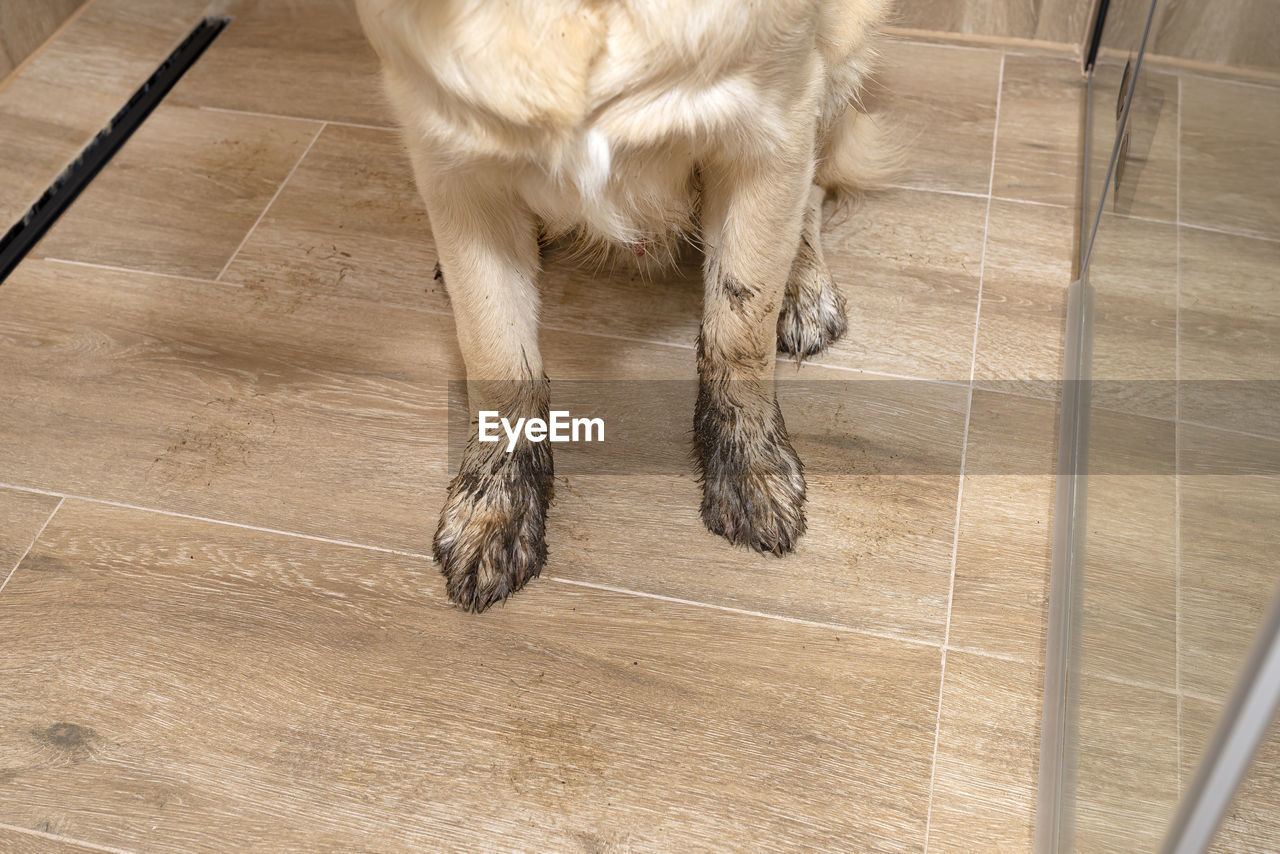 Young golden retriever sitting in the shower on ceramic tiles with dirty paws.