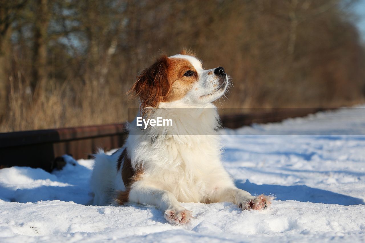 DOG LOOKING AWAY IN SNOW FIELD