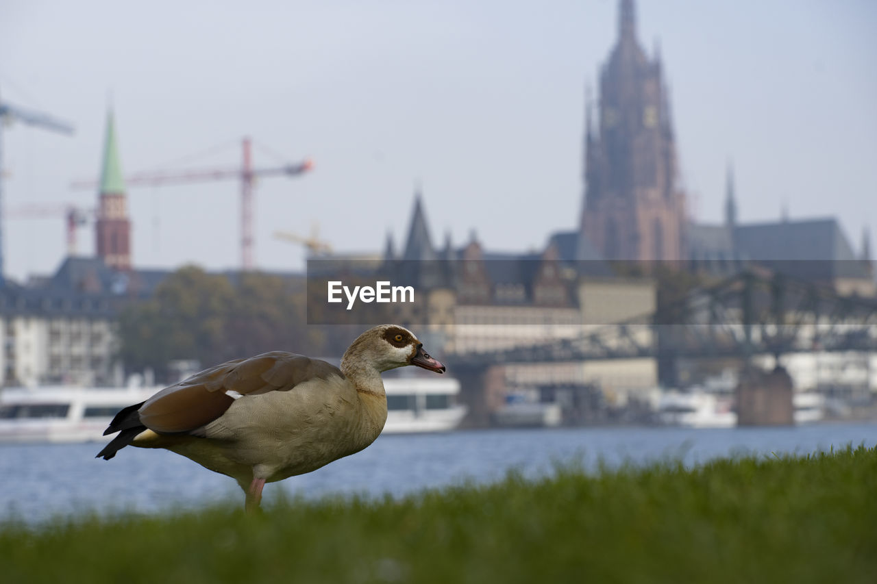 CLOSE-UP OF SEAGULL PERCHING ON CITY AGAINST SKY