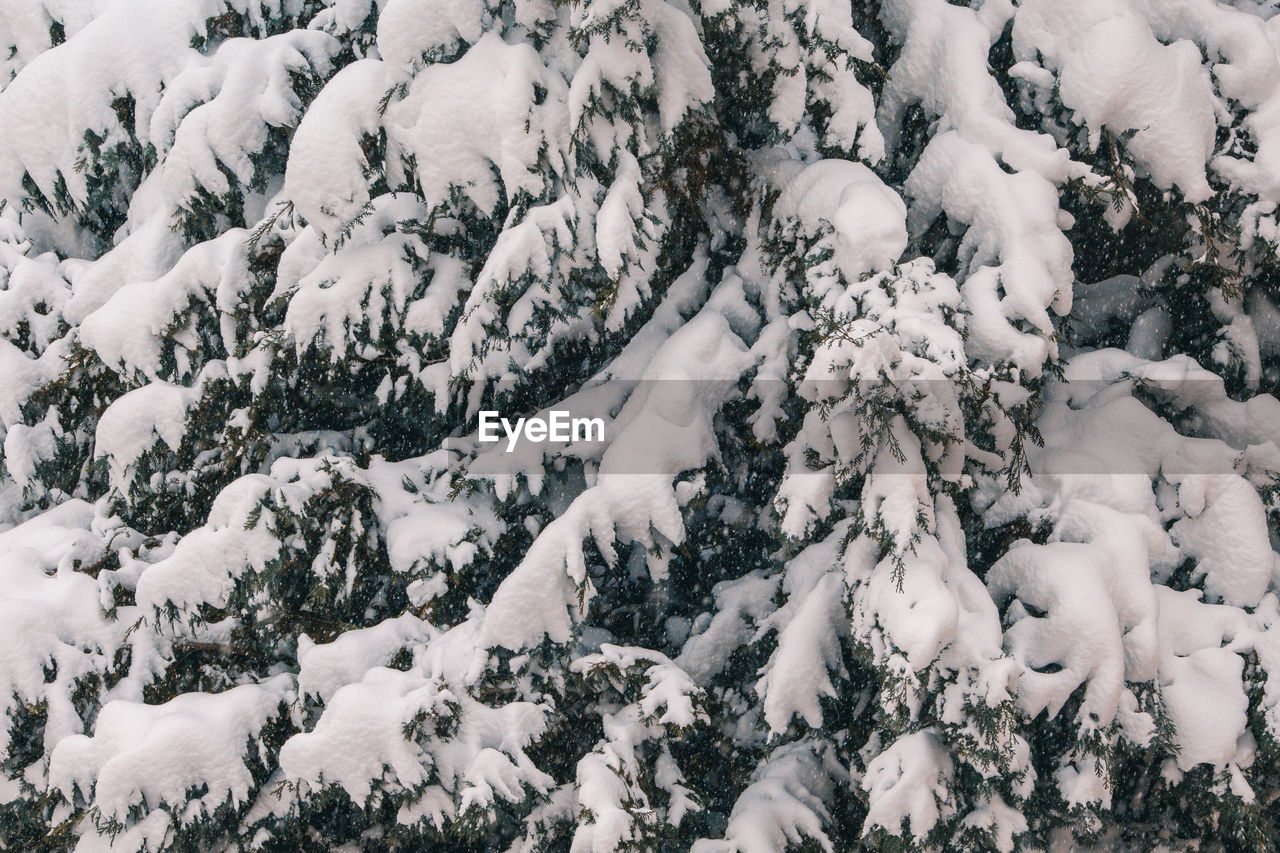 HIGH ANGLE VIEW OF SNOW COVERED TREES