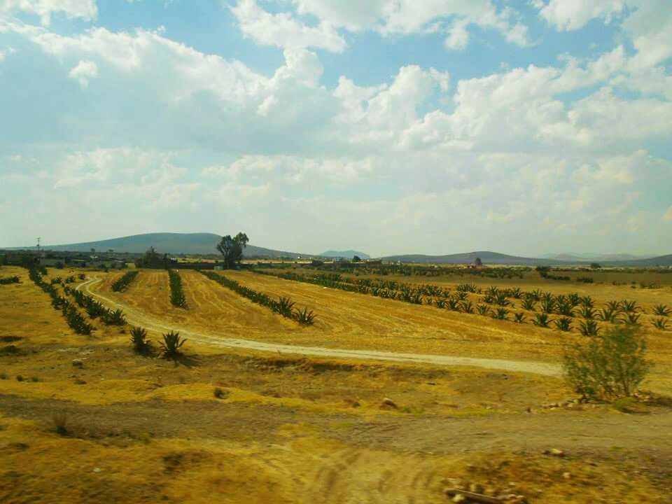 SCENIC VIEW OF RURAL LANDSCAPE