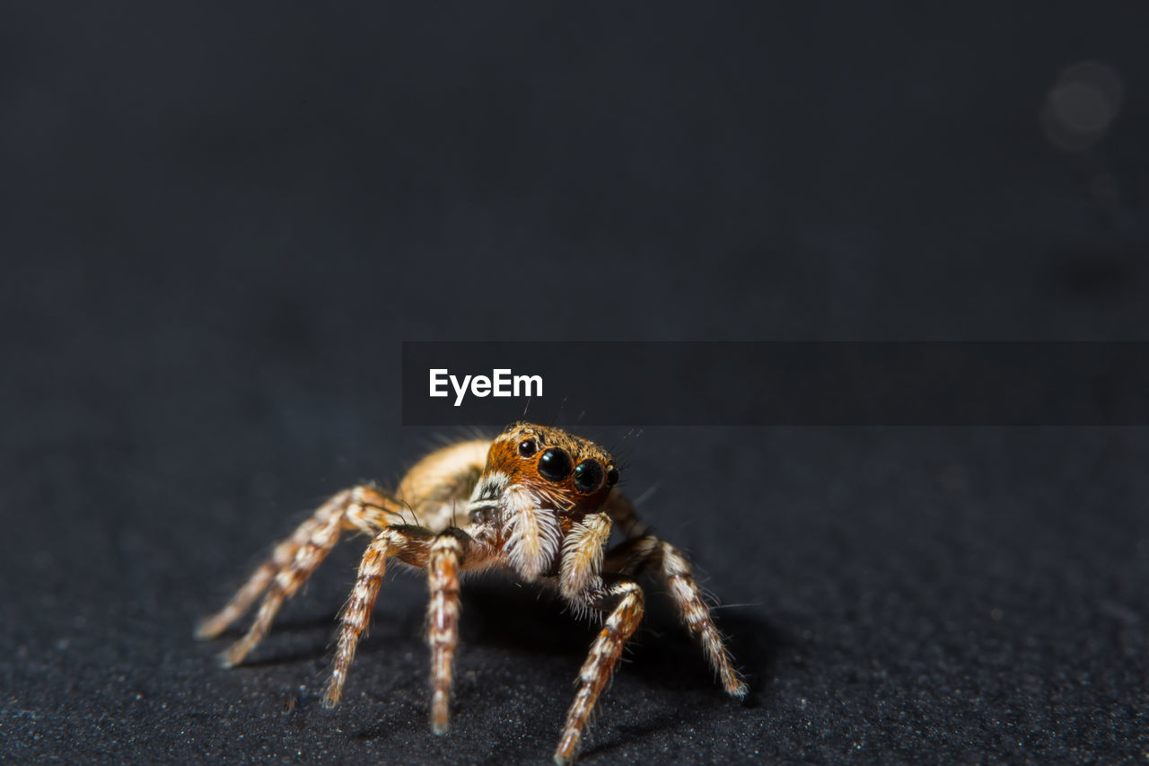 Close-up of spider on wet street