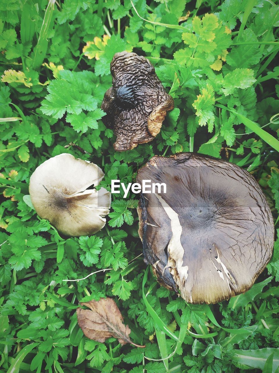 CLOSE-UP OF MUSHROOMS ON FIELD