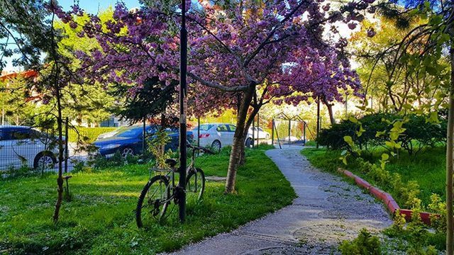 ROAD PASSING THROUGH TREES