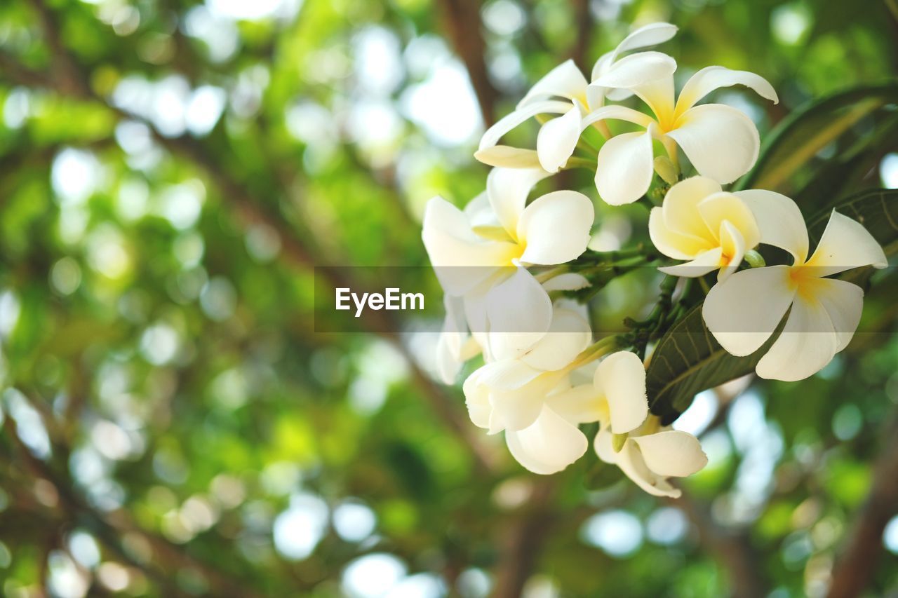 CLOSE-UP OF WHITE FLOWERING PLANT