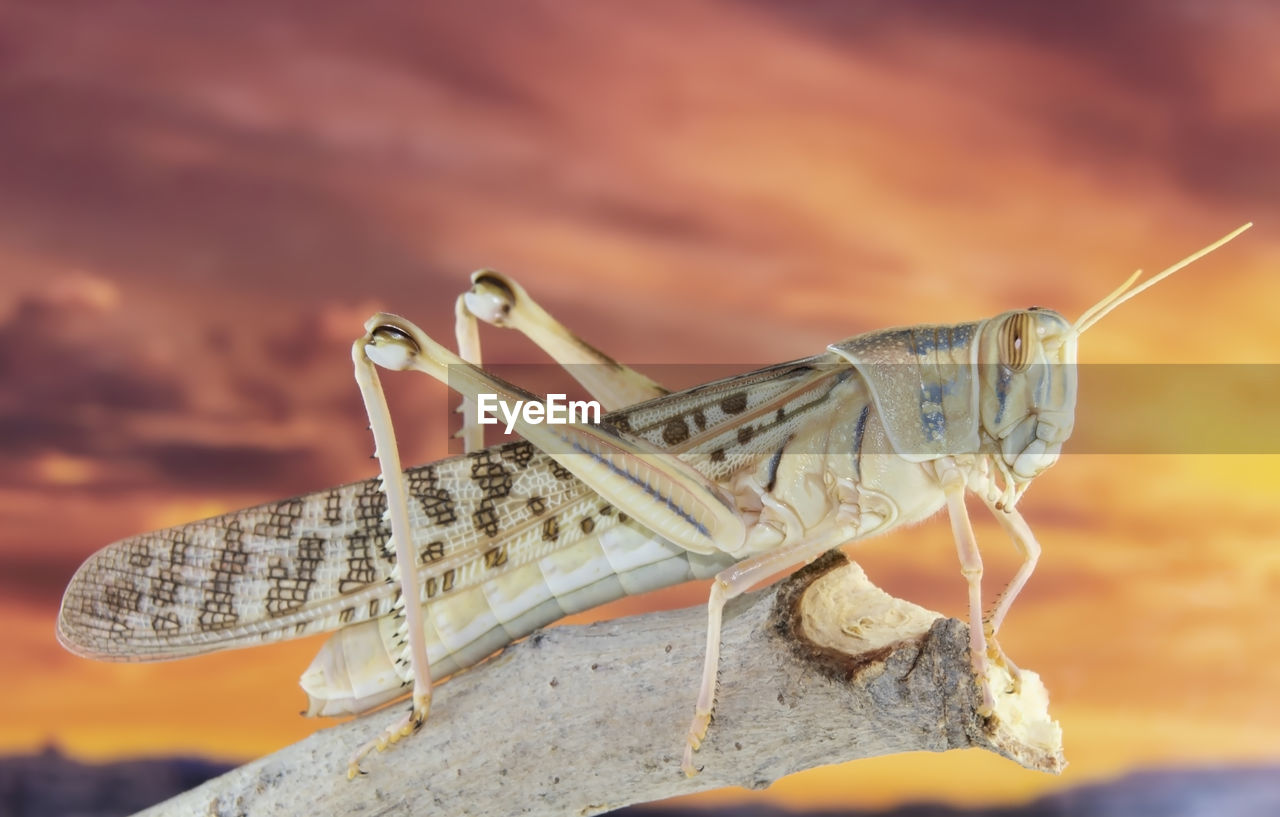 Close-up of insect on rock