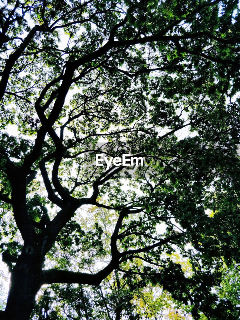 Low angle view of green trees