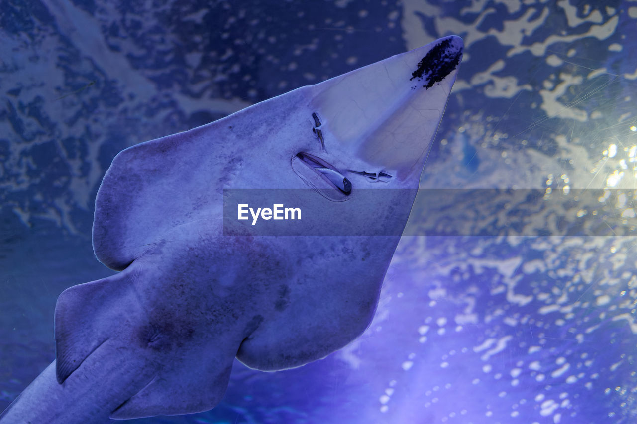 Bottom view of a stingray fish inside an aquarium.