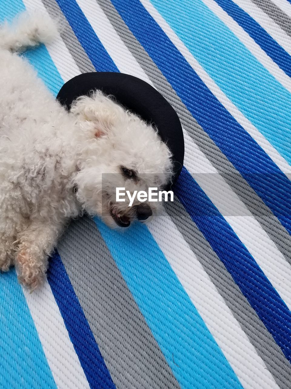 HIGH ANGLE VIEW OF DOG RESTING ON BED