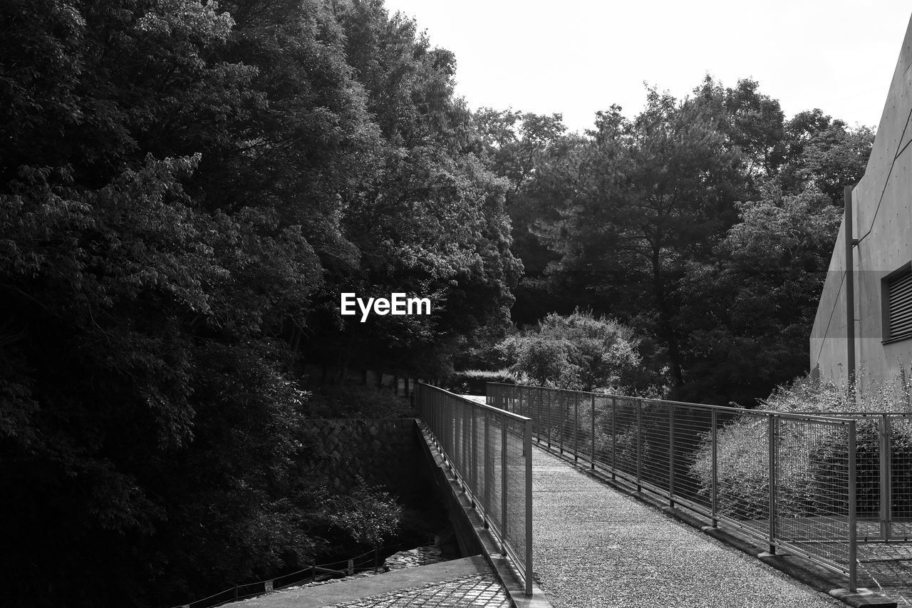 VIEW OF BRIDGE THROUGH FOREST