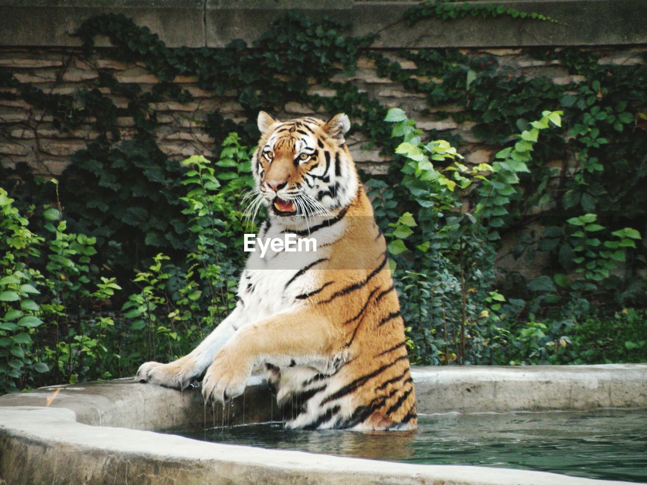 Tiger in watering hole. 