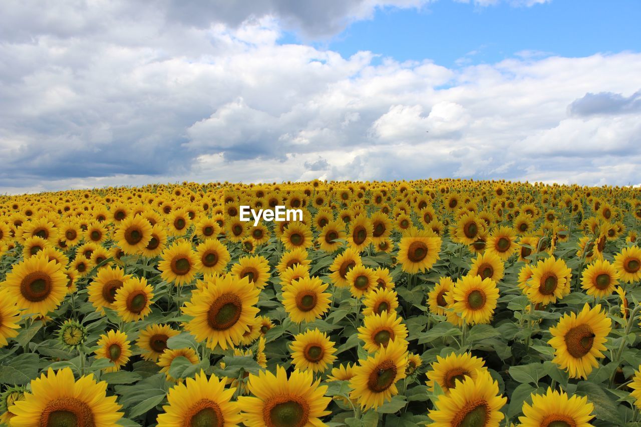 Sunflowers blooming on field against sky