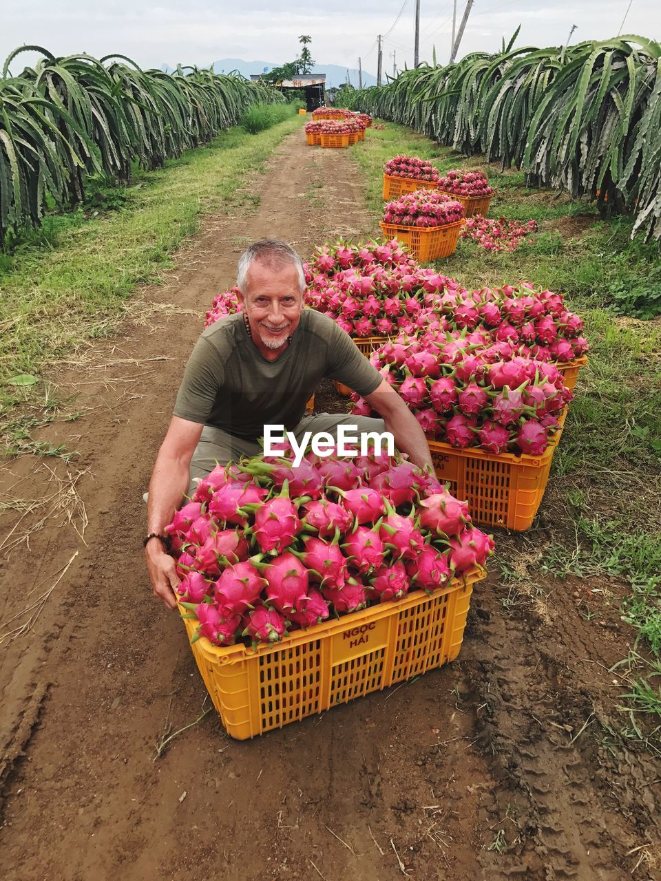 Portrait of farmer holding pitayas in crate at farm