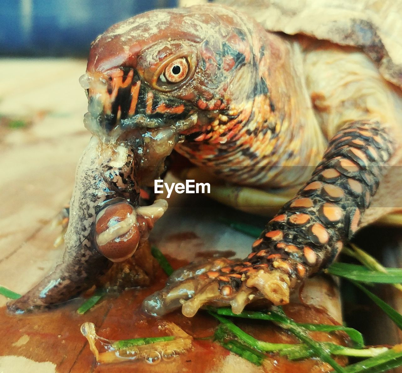 CLOSE-UP OF CRAB EATING