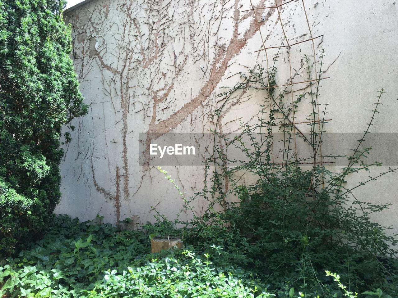 Ivy growing on tree