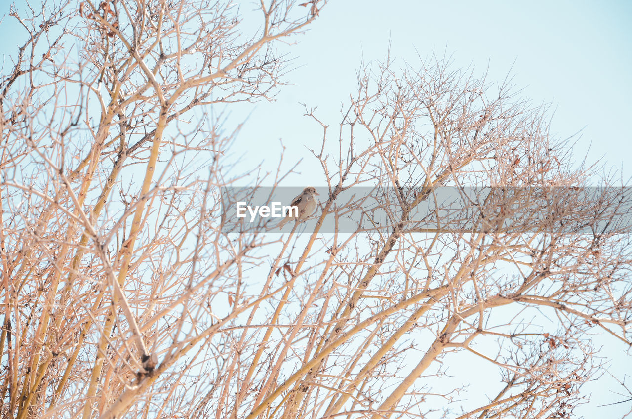 Low angle view of bird perching on bare tree against sky