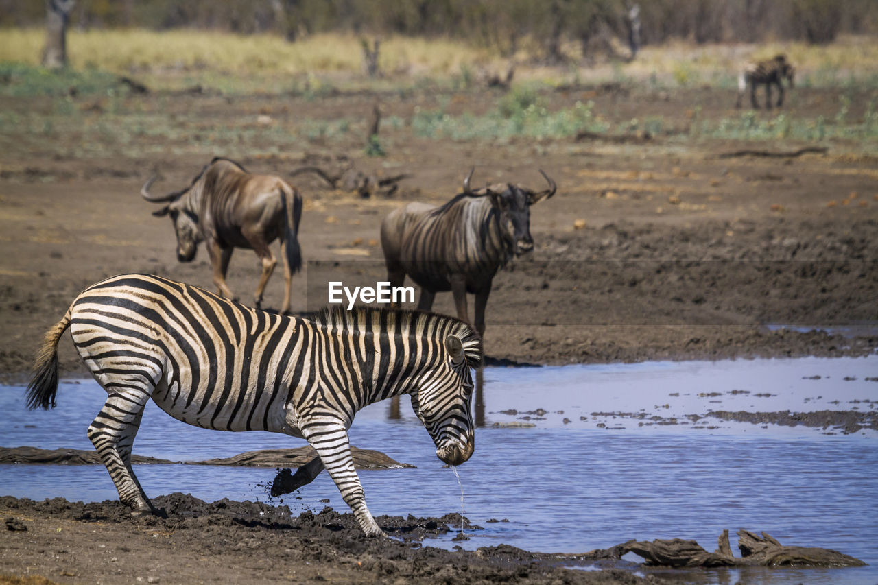 Zebra and wildebeests at national park