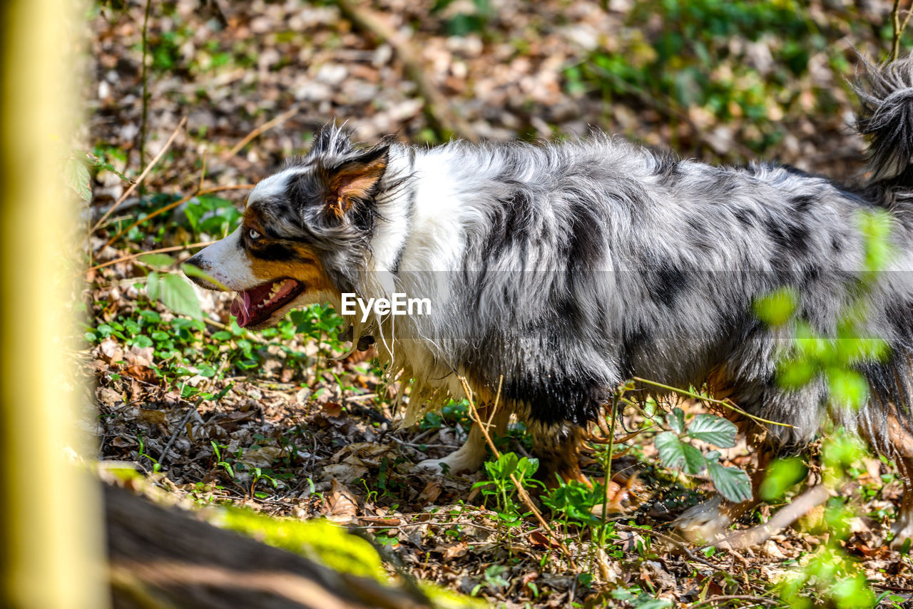 Side view of a dog on field