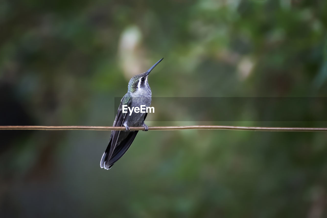 CLOSE-UP OF BIRD PERCHING ON A PLANT