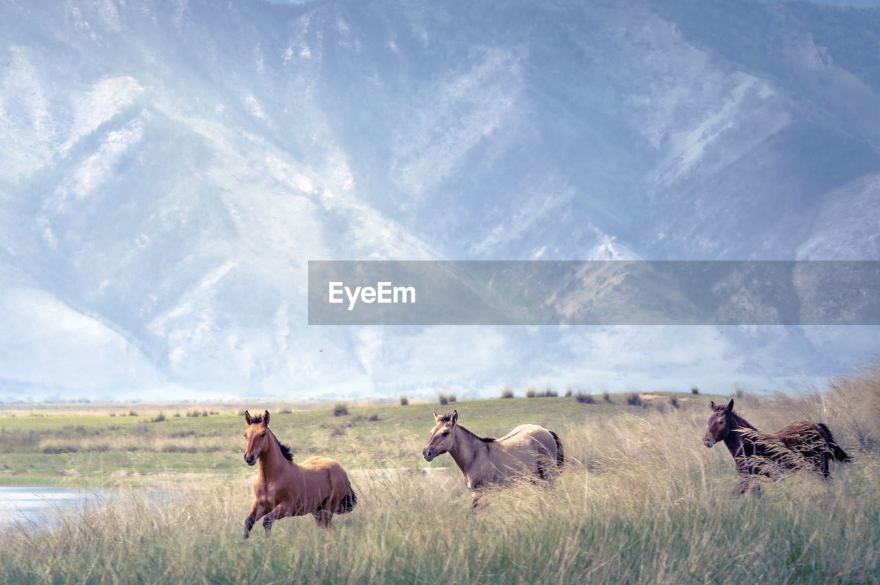 Young horses running in valley with mountains on the background