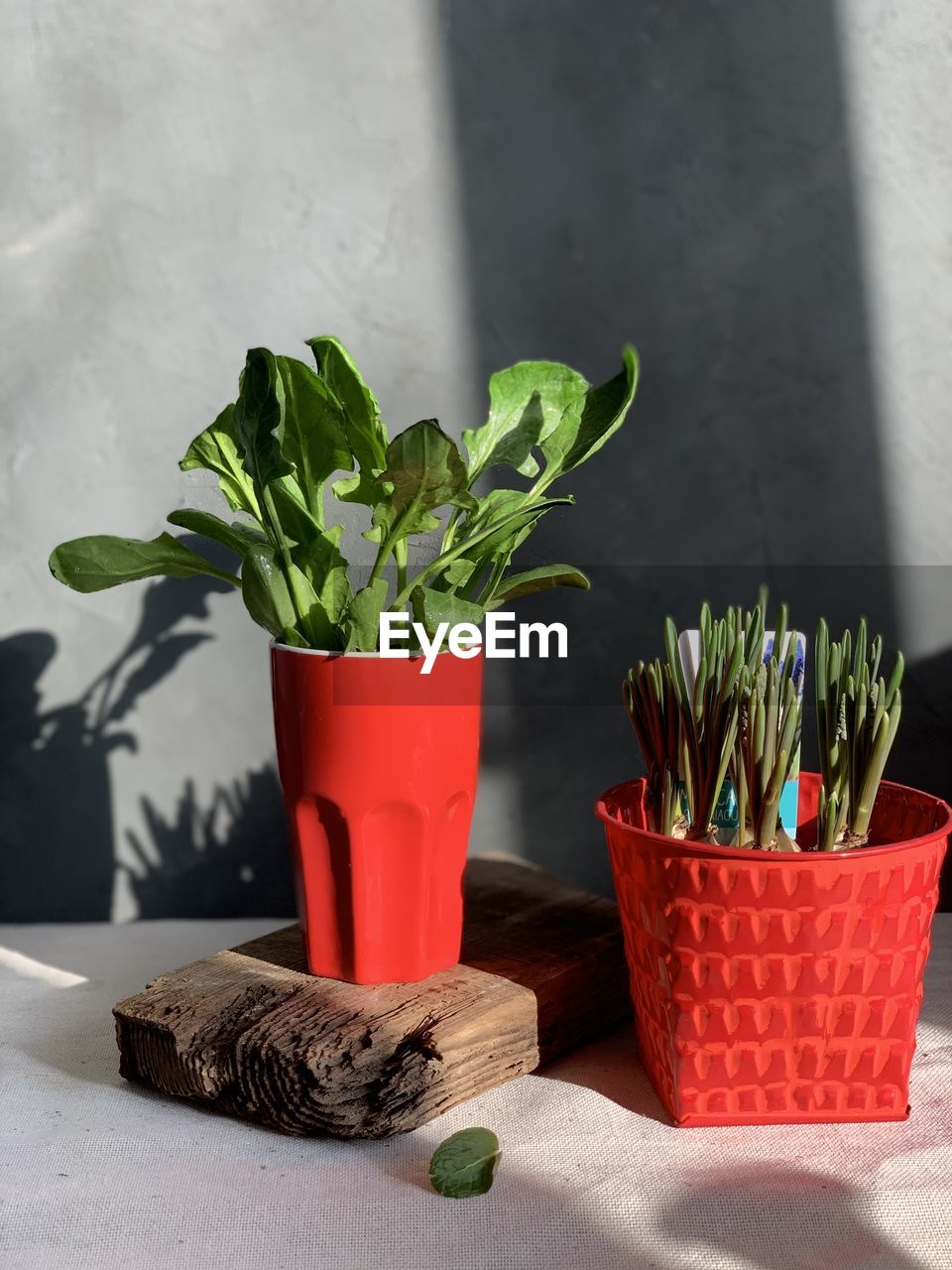 Potted plant on table at home