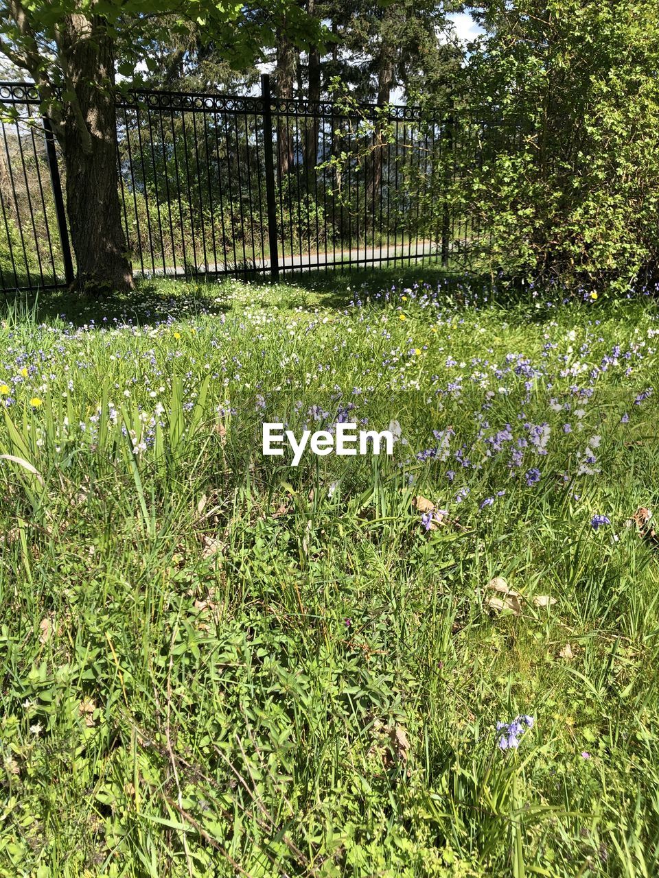 SCENIC VIEW OF GRASSY FIELD