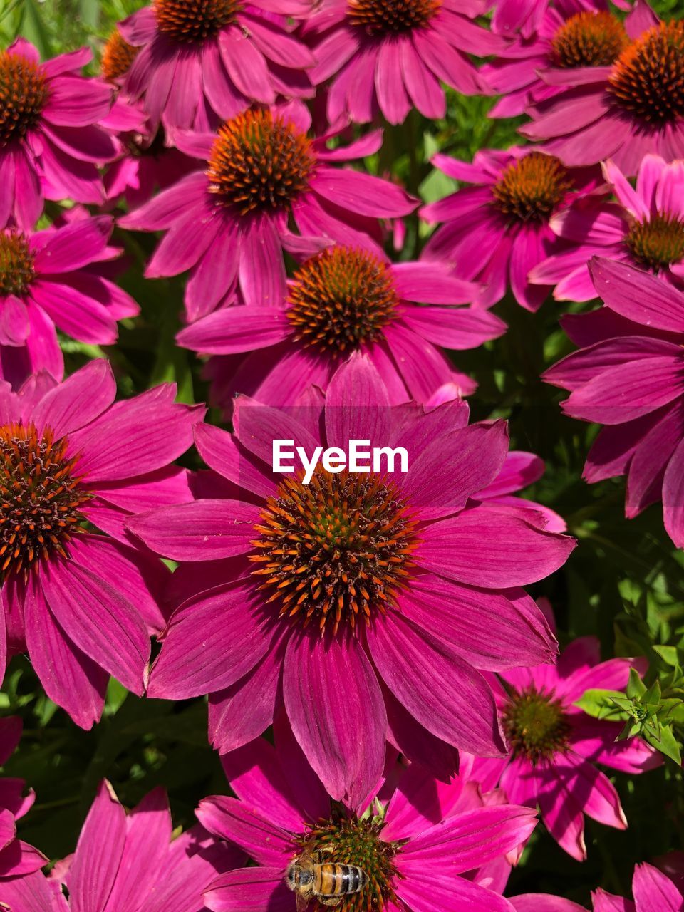 CLOSE-UP OF PINK AND PURPLE FLOWERS IN PARK