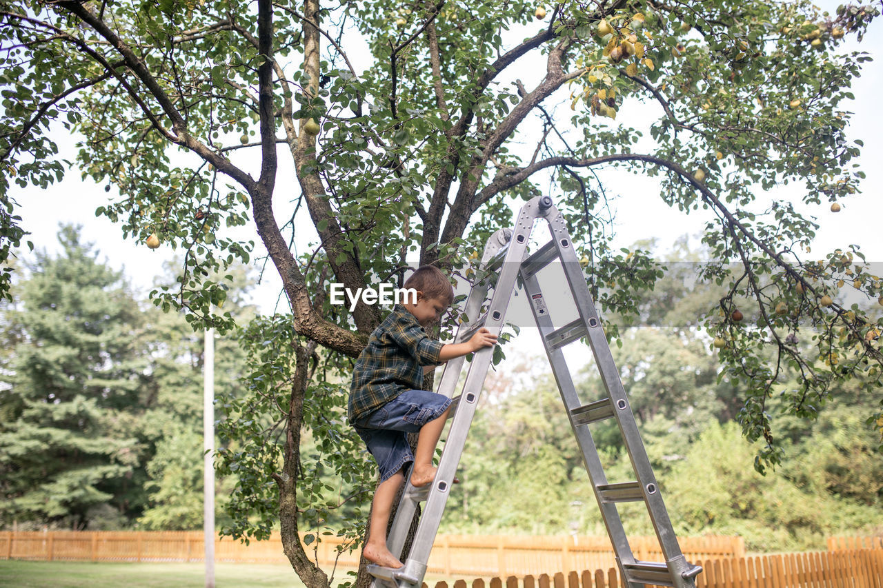 Boy climbing ladder to harvest pears at farm